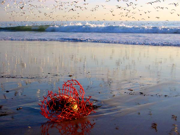 Reef point debris and birds